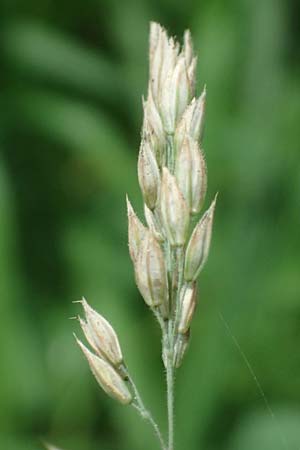 Holcus lanatus \ Wolliges Honiggras / Common Velvet Grass, D Mudau 15.8.2023