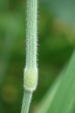 Holcus lanatus \ Wolliges Honiggras / Common Velvet Grass, D Mudau 15.8.2023