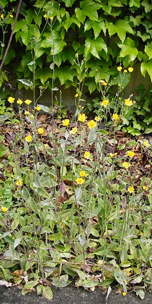 Hieracium maculatum \ Geflecktes Habichtskraut / Spotted Hawkweed, D Walheim 30.5.2015