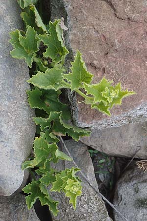 Cucumis melo \ Zucker-Melone, Honig-Melone / Musk Melon, D Mannheim 13.10.2015