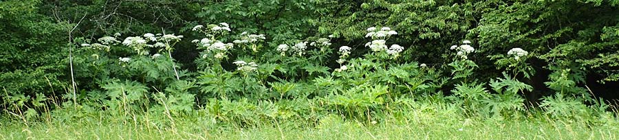 Heracleum mantegazzianum \ Riesen-Brenklau, Herkulesstaude, D Korb 17.6.2017