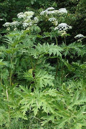 Heracleum mantegazzianum \ Riesen-Brenklau, Herkulesstaude / Giant Hogweed, D Korb 17.6.2017