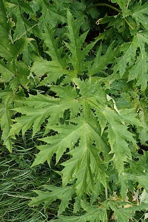 Heracleum mantegazzianum \ Riesen-Brenklau, Herkulesstaude / Giant Hogweed, D Korb 17.6.2017