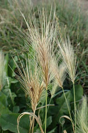 Hordeum murinum \ Muse-Gerste, D Bürstadt 15.7.2017