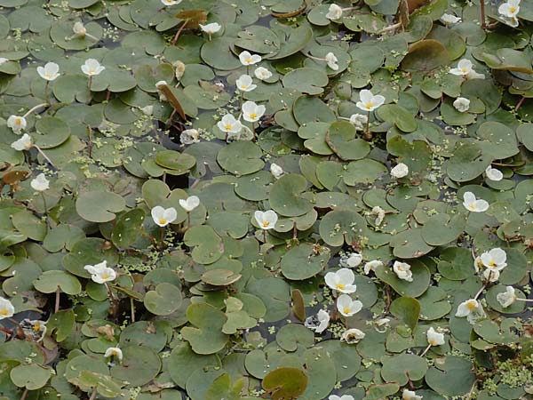 Hydrocharis morsus-ranae \ Froschbiss / Frogbit, D Celle 24.8.2018