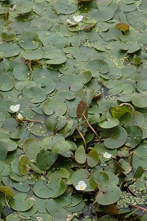 Hydrocharis morsus-ranae / Frogbit, D Celle 24.8.2018