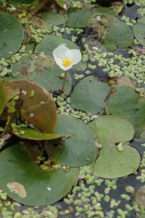 Hydrocharis morsus-ranae \ Froschbiss / Frogbit, D Celle 24.8.2018