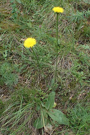 Trommsdorffia maculata \ Geflecktes Ferkelkraut, D Thüringen, Bad Frankenhausen 8.6.2022