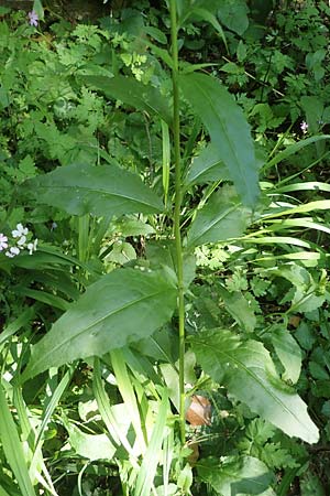 Hesperis matronalis \ Gewhnliche Nachtviole, D Rauenberg 9.6.2023