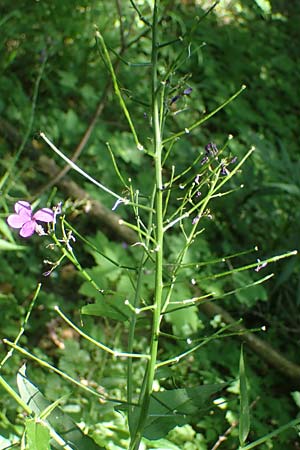 Hesperis matronalis \ Gewhnliche Nachtviole, D Rauenberg 9.6.2023