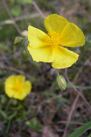 Helianthemum nummularium \ Kleinblttriges Sonnenrschen / Common Rock-Rose, D Mannheim 27.6.2013