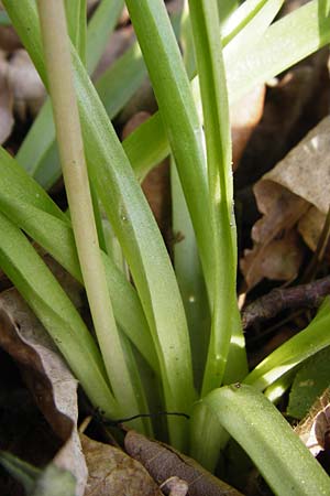 Hyacinthoides non-scripta \ Hasenglckchen / English Bluebell, D Mannheim 22.4.2015