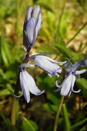 Hyacinthoides non-scripta \ Hasenglckchen / English Bluebell, D Mannheim 22.4.2015