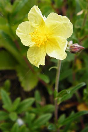 Helianthemum nummularium \ Kleinblttriges Sonnenrschen, D Östringen-Eichelberg 8.6.2015