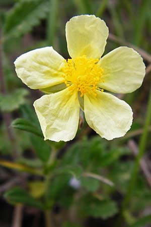 Helianthemum nummularium \ Kleinblttriges Sonnenrschen / Common Rock-Rose, D Östringen-Eichelberg 8.6.2015