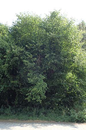 Corylus avellana \ Haselnuss, D Philippsburg 7.7.2018