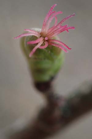 Corylus avellana \ Haselnuss / Hazel, D Ludwigshafen 19.2.2022