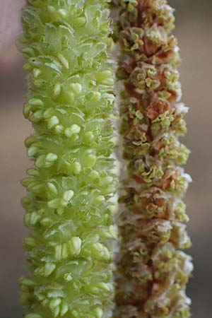 Corylus avellana \ Haselnuss / Hazel, D Ludwigshafen 19.2.2022