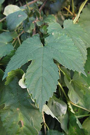 Humulus lupulus \ Hopfen, D Sandhausen 31.7.2007