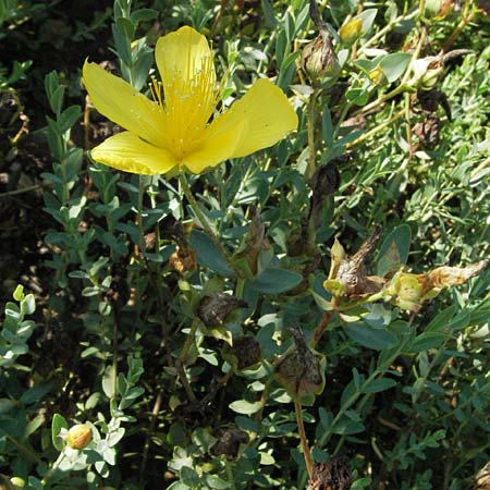 Hypericum olympicum \ Zwerg-Johanniskraut, D Botan. Gar.  Universit.  Mainz 4.8.2007