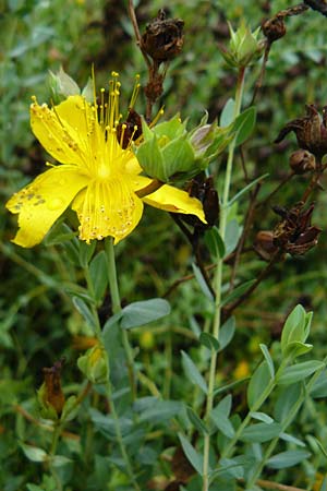 Hypericum olympicum \ Zwerg-Johanniskraut / Mount Olymp St. John's-Wort, D Botan. Gar.  Universit.  Mainz 13.9.2008