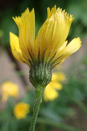 Hieracium onosmoides subsp. buglossoides \ Lotwurzblttriges Habichtskraut / Onosma-Leaved Hawkweed, D Günzburg 9.6.2016