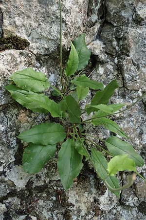 Hieracium oxyodon \ Spitzzhniges Habichtskraut / Acute-Toothed Hawkweed, D Eningen unter Achalm 27.6.2018