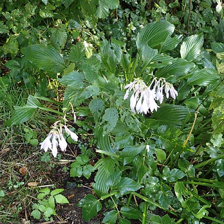 Hosta ventricosa \ Glocken-Funkie, Glocken-Herzblattlilie / Blue Plantain Lily, D Hövelhof 10.7.2018