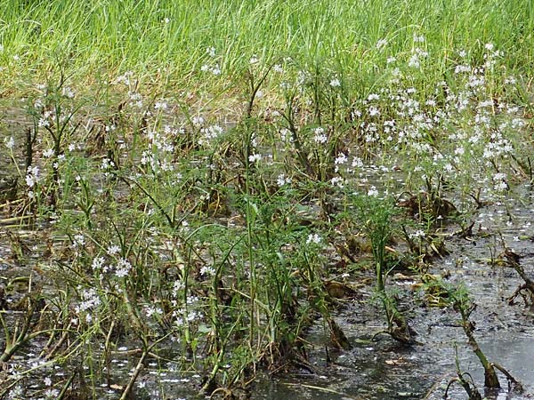 Hottonia palustris \ Sumpf-Wasserfeder / Water Violet, D Mörfelden 30.5.2023