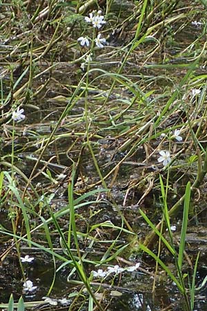 Hottonia palustris \ Sumpf-Wasserfeder, D Mörfelden 30.5.2023