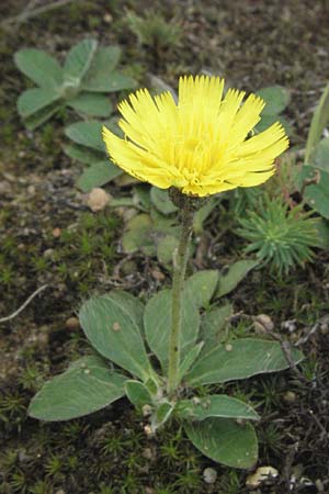 Hieracium pilosella \ Mausohr-Habichtskraut, Kleines Habichtskraut, D Babenhausen 11.8.2007