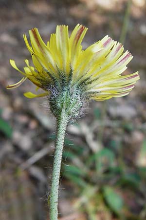 Hieracium pilosella \ Mausohr-Habichtskraut, Kleines Habichtskraut, D Bad Münster am Stein 6.6.2015