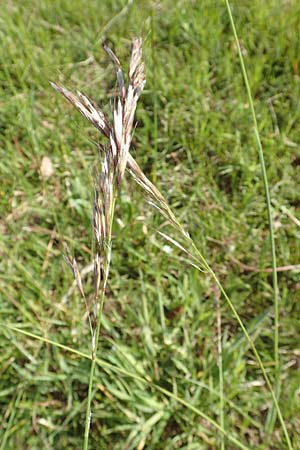 Helictotrichon pubescens \ Flaumiger Wiesenhafer / Downy Alpine Oat Grass, D Rödermark 13.5.2017