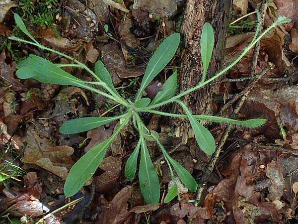 Hieracium pilosella \ Mausohr-Habichtskraut, Kleines Habichtskraut / Mouse-Ear Hawkweed, D Erlenbach am Main 20.5.2017