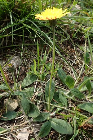 Hieracium pilosella \ Mausohr-Habichtskraut, Kleines Habichtskraut / Mouse-Ear Hawkweed, D Hagen 23.5.2019