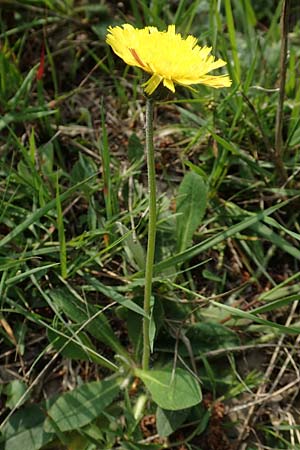 Hieracium pilosella \ Mausohr-Habichtskraut, Kleines Habichtskraut, D Hagen 23.5.2019