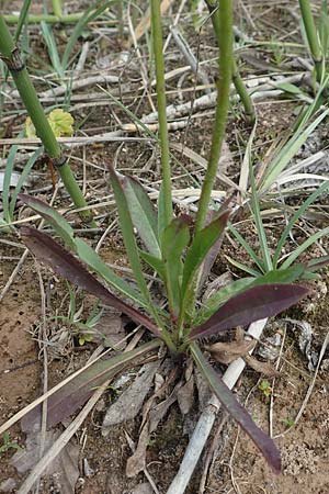 Hieracium piloselloides \ Florentiner Habichtskraut, D Hagen 14.6.2019