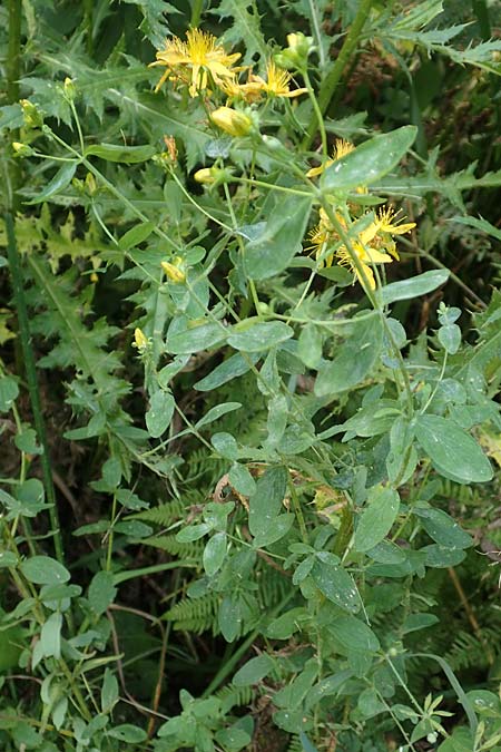 Hypericum patzkei \ Patzkes Johanniskraut / Patzke's St. John's-Wort, D Aachen 27.7.2020