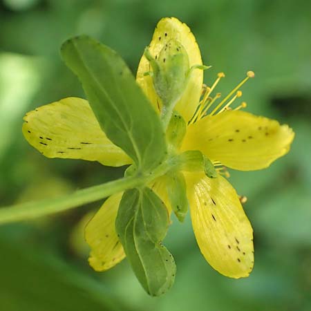 Hypericum patzkei \ Patzkes Johanniskraut / Patzke's St. John's-Wort, D Aachen 27.7.2020