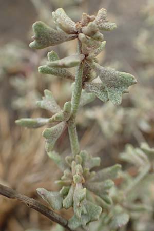 Halimione pedunculata \ Stielfrchtige Salzmelde / Pedunculate Sea Purslane, D Sachsen-Anhalt, Sülzetal-Sülldorf 27.9.2020