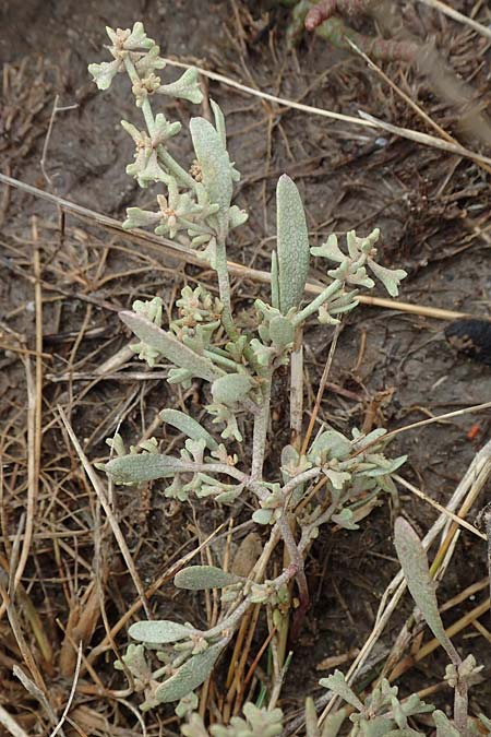 Halimione pedunculata \ Stielfrchtige Salzmelde / Pedunculate Sea Purslane, D Sachsen-Anhalt, Sülzetal-Sülldorf 27.9.2020