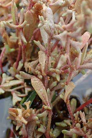 Halimione pedunculata \ Stielfrchtige Salzmelde / Pedunculate Sea Purslane, D Sachsen-Anhalt, Sülzetal-Sülldorf 27.9.2020