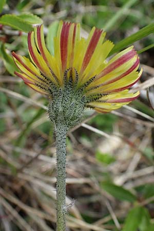 Hieracium pilosella \ Mausohr-Habichtskraut, Kleines Habichtskraut / Mouse-Ear Hawkweed, D Neuleiningen 28.5.2021