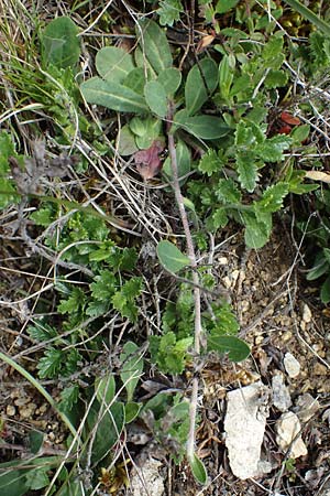 Hieracium pilosella \ Mausohr-Habichtskraut, Kleines Habichtskraut / Mouse-Ear Hawkweed, D Neuleiningen 28.5.2021