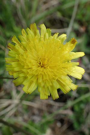 Hieracium pilosella \ Mausohr-Habichtskraut, Kleines Habichtskraut / Mouse-Ear Hawkweed, D Neuleiningen 28.5.2021