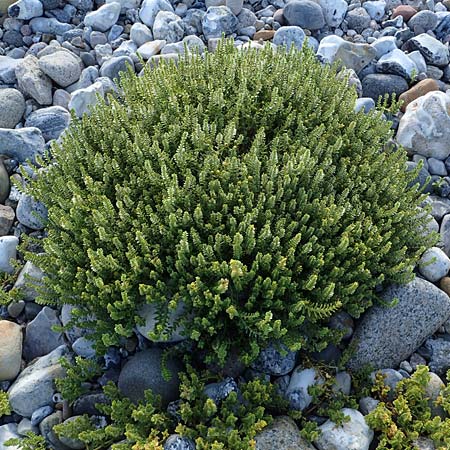 Honckenya peploides \ Salz-Miere / Sea Sandwort, D Hohwacht 14.9.2021