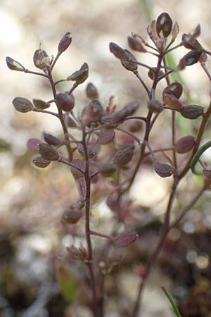 Hornungia petraea \ Steinkresse, D Kallstadt 16.4.2012