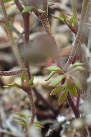 Hornungia petraea \ Steinkresse / Hutchinsia, D Kallstadt 16.4.2012