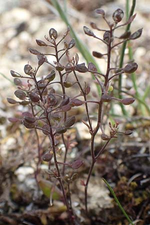 Hornungia petraea \ Steinkresse / Hutchinsia, D Kallstadt 16.4.2012