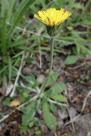 Hieracium pilosella \ Mausohr-Habichtskraut, Kleines Habichtskraut, D Thüringen, Tunzenhausen 9.6.2022